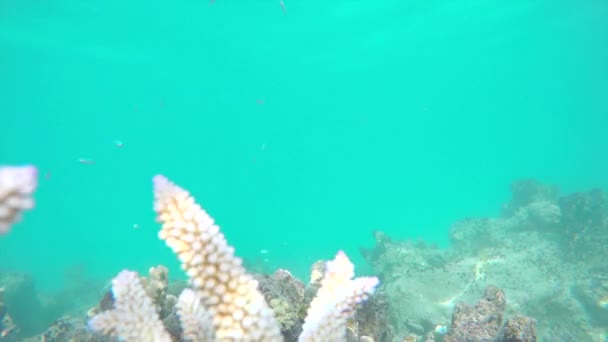 Mergulhador masculino nadando acima de belo recife — Vídeo de Stock