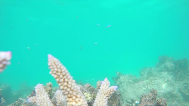 Taucher schwimmen über farbenfrohem Riff — Stockvideo