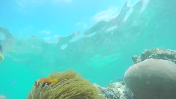 Mercan resifinde yüzen dalgıç — Stok video