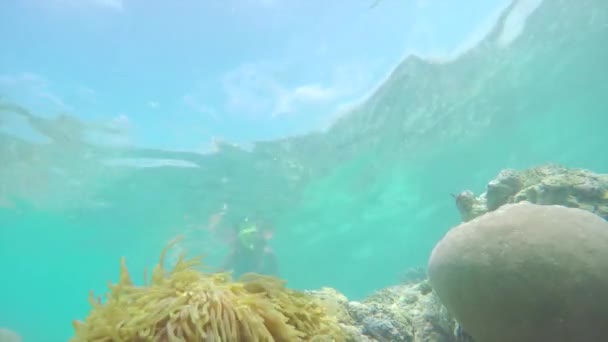 Duikers zwemmen in koraalrif — Stockvideo