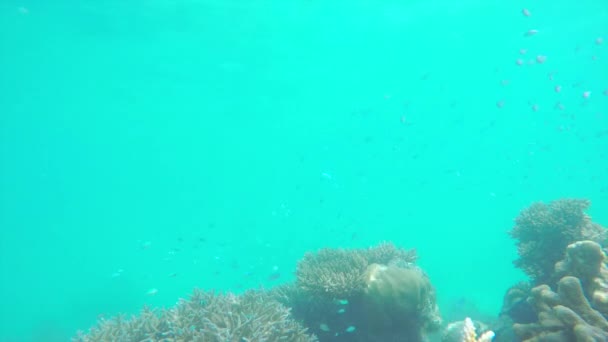 Búvárok feltárása, színes korall-zátony — Stock videók