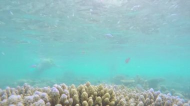 Mercan dalgıçlar ile saklanıyor balık