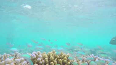 Balık içinde renkli mercan resif gizleme