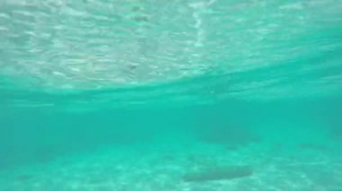 Okyanus su yüzeyinin altında