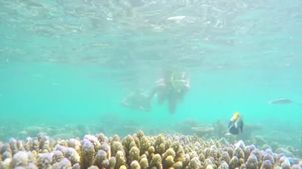Par dykare simmar ovanför korallrev — Stockvideo