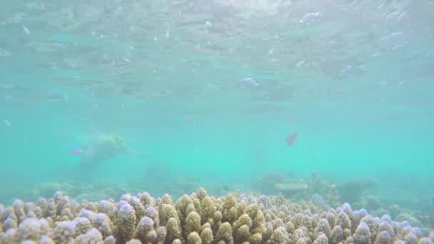 Peces escondidos en arrecife de coral con buzos — Vídeos de Stock