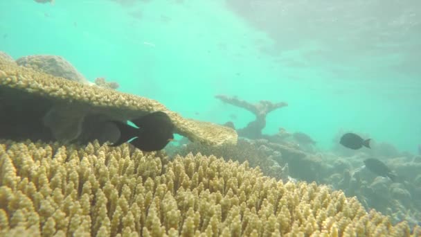 Buceadores explorando jardín de coral — Vídeos de Stock