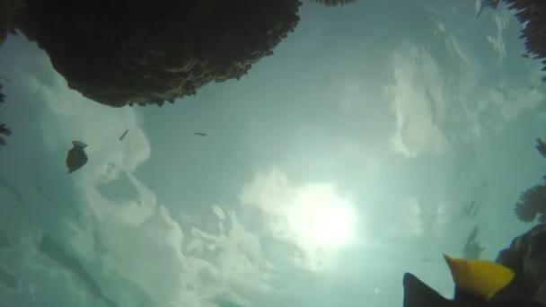 Divers swimming above coral reef — Stock Video