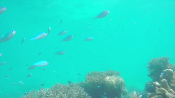 Peixes exóticos nadando em água esmeralda — Vídeo de Stock