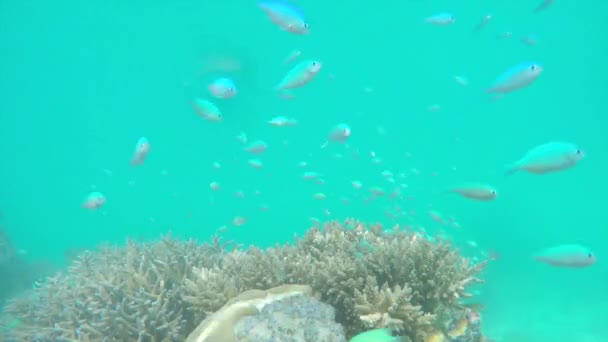 Hermoso arrecife de jardín coral — Vídeo de stock