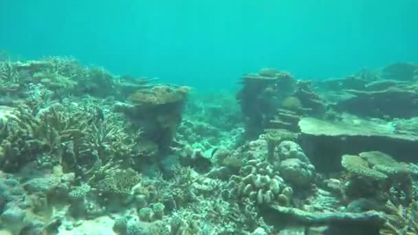 Nuoto attraverso la barriera corallina giardino — Video Stock