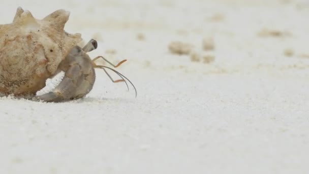 Crabe ermite aux Maldives île — Video