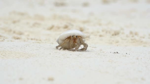 Hermit crab on white sand beach — Stock Video