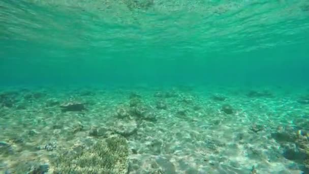 Nager sous l'eau vers l'île — Video