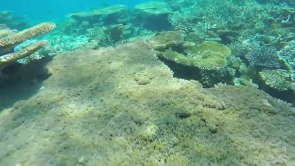 Arrecife de jardín de coral — Vídeos de Stock