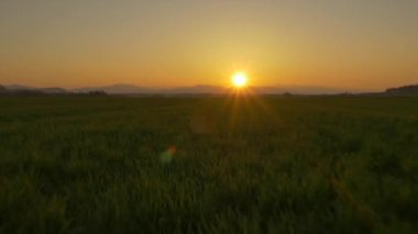 Gün batımında buğday alanın üzerinde uçan