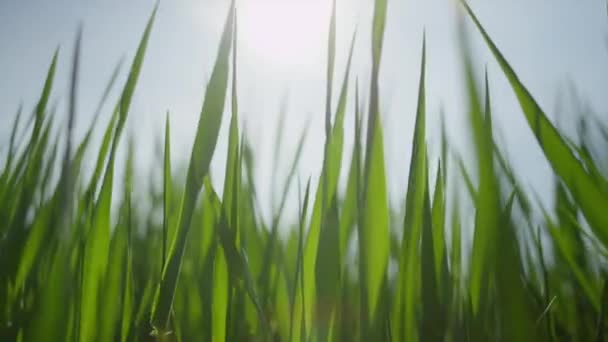 Groene tarwe bladeren swingend in de wind — Stockvideo