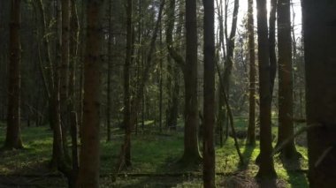 Güneş güneşli ormandaki ağaçlar parlıyor