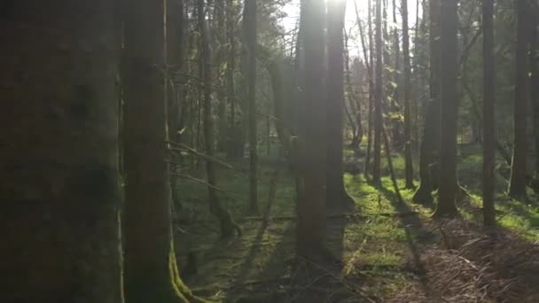 Viejo bosque musgoso que se vuelve verde a principios de primavera — Vídeos de Stock