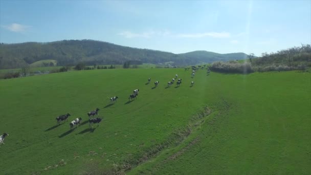 AERIAL: Flying over the cows on a big green field — Stock Video