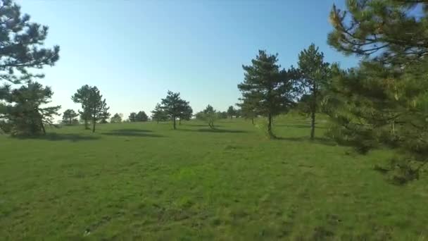 Antenne: üppige Kiefern wachsen auf der grünen Wiese — Stockvideo