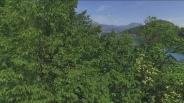 Hava: ada Bled doğru ağaçlar üzerinde uçan