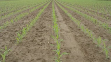 Hava Yavaş Hareket: Büyük bir tarım mısır tarlasında genç yeşil mısır satırları