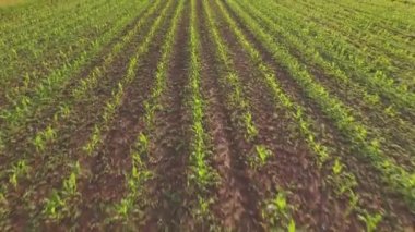 Anten: Büyük tarım mısır tarlasında genç yeşil mısır sıraları üzerinde uçan