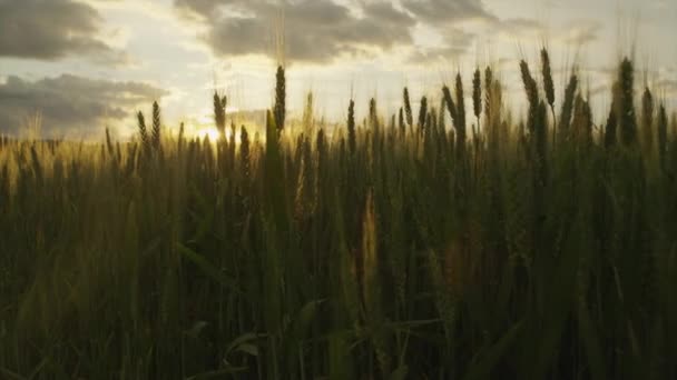 MOCIÓN LENTA: Sol brillando a través de las hojas de trigo en el campo agrícola al atardecer — Vídeos de Stock