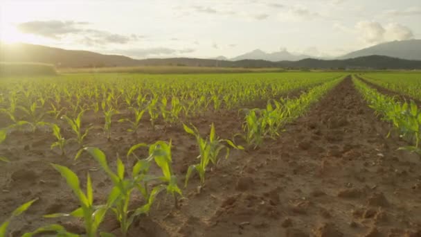 LOW MOTION: Fileiras de milho verde jovem em um grande campo de milho agrícola ao pôr do sol — Vídeo de Stock