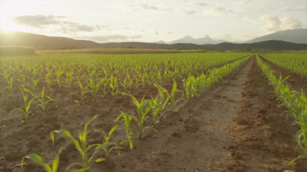 SLOW MOTION AERIAL: Voando acima das fileiras de milho jovem no campo de milho ao pôr do sol — Vídeo de Stock