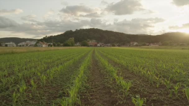 MOTION DE LENT AÉRIEN : Rangées de jeunes petits maïs sur un grand champ de maïs au lever du soleil — Video