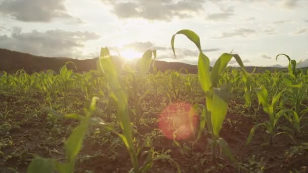 SLOW MOTION FLOSE UP: Sol brilhando através do milho jovem no campo de milho ao pôr do sol — Vídeo de Stock