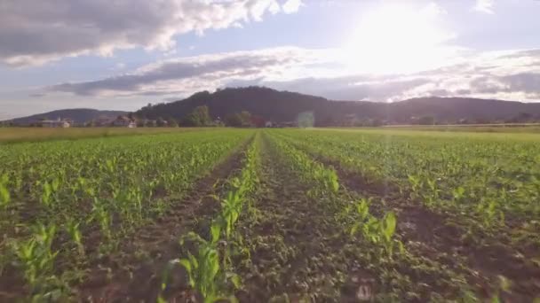 AERIAL: Політ над рядками молодої кукурудзи на великому сільськогосподарському полі на заході сонця — стокове відео