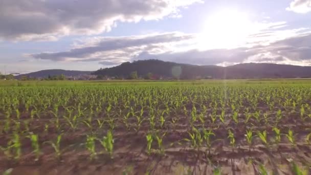 Antenne: Überflug des großen Feldes mit jungem grünen Mais am frühen Morgen — Stockvideo