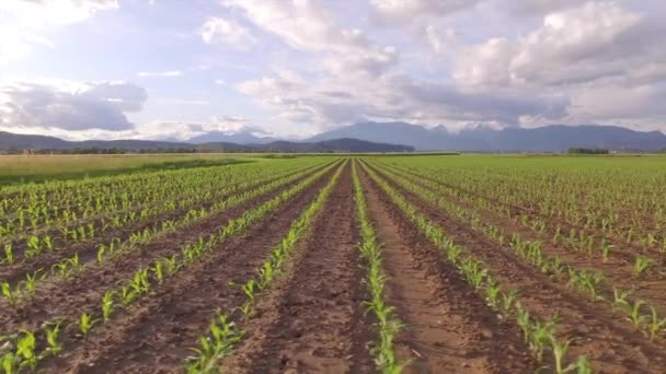 AERIAL: Maíz pequeño que crece en un campo grande y hermoso por la mañana temprano — Vídeo de stock