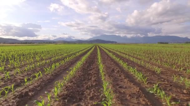 AERIAL: Volando por encima de las filas de maíz pequeño joven con montañas en el fondo — Vídeos de Stock