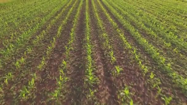 AERIAL: Volando sobre hileras de maíz verde joven en un gran maizal agrícola — Vídeo de stock