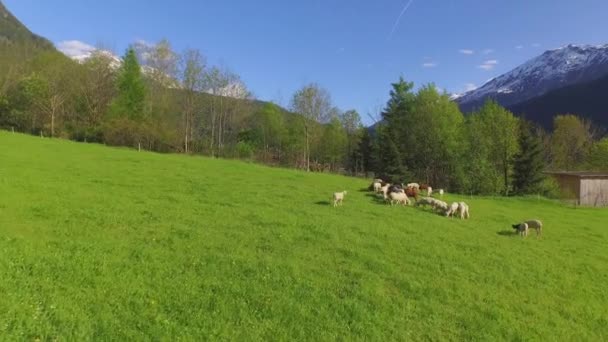 Antenne: Schafe auf einer Weide in einem großen grünen Feld — Stockvideo