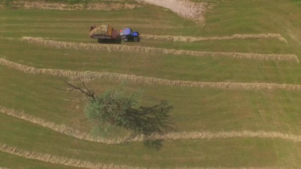 AERIAL: Fazendeiro que colhe feno em um campo agrícola no verão — Vídeo de Stock