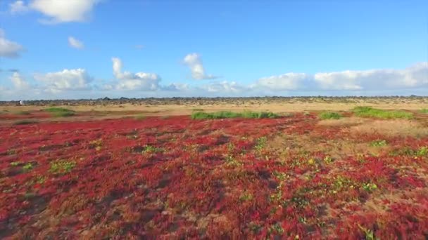 Aerial: pływające nad kwitnącej pustyni i skał w kierunku oceanu — Wideo stockowe