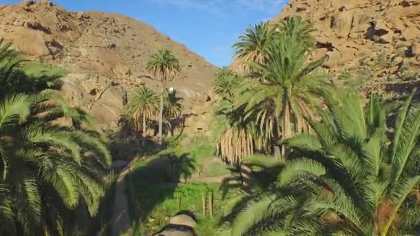 AERIAL: Hermoso oasis verde con palmeras en cañón rocoso — Vídeo de stock