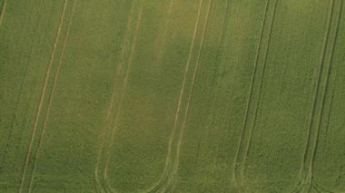 Anteni: Yaz aylarında genç yeşil buğday geniş alan