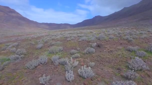 Antenn: vulkanisk dal full av blommor och kaktusar under vulkaner — Stockvideo