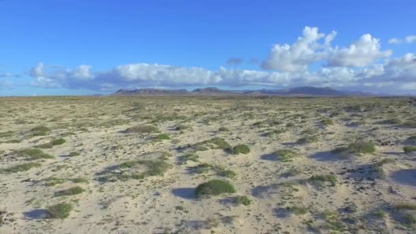 AÉRIAL : Petits buissons poussant dans un vaste désert sablonneux après la pluie — Video