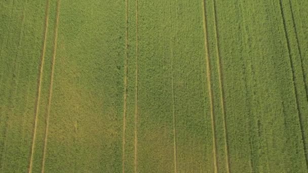 Luchtfoto: Vliegen boven enorme tarweveld in de vroege zomer — Stockvideo