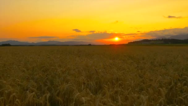 AERIAL CLOSE UP: Beautiful golden wheat field at summer sunset — Stock Video