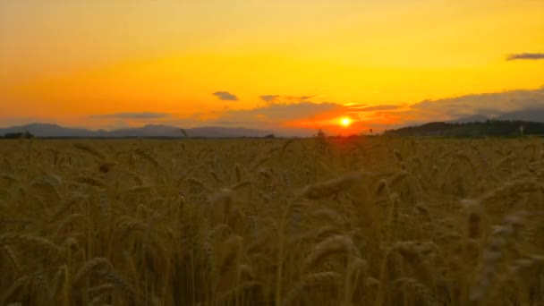 Antenne: Uitgestrekte gebied van gele tarwe op mooie gouden zonsondergang — Stockvideo