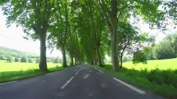 Zon schijnt door bijkantoren in hoge boom Laan — Stockvideo