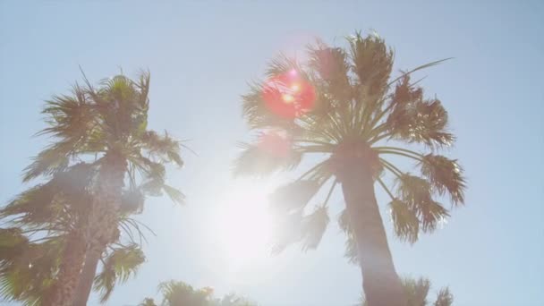 SLOW MOTION: Sun shining through tall palm tree — Stock Video